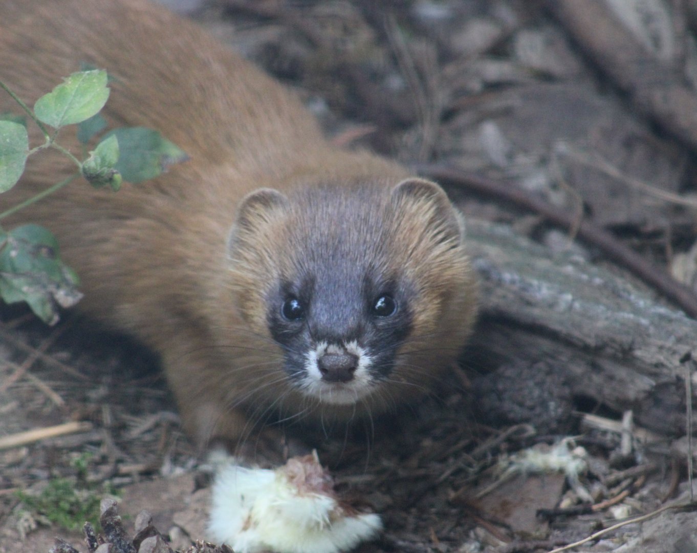 Siberian weasel