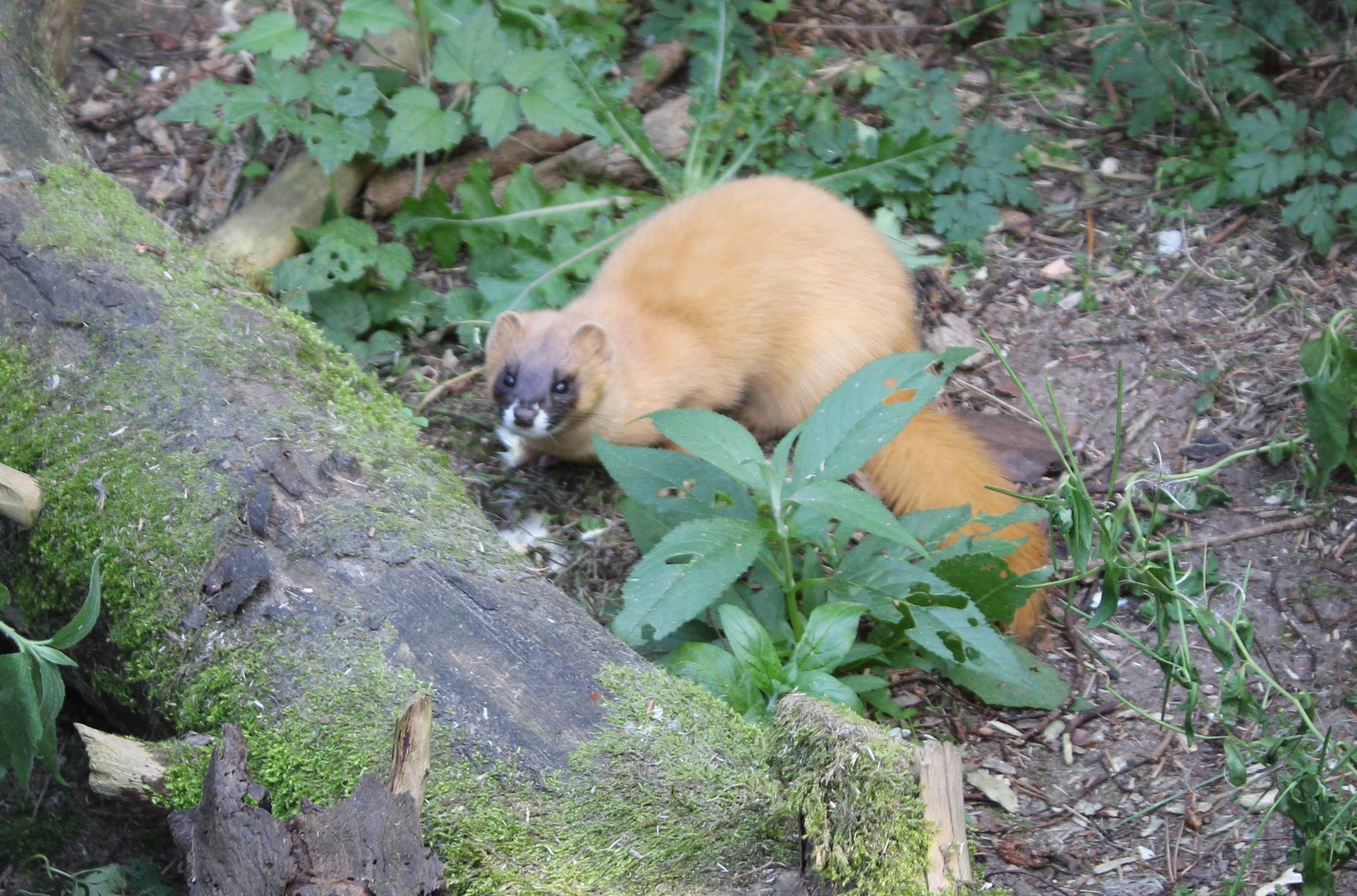 Siberian weasel