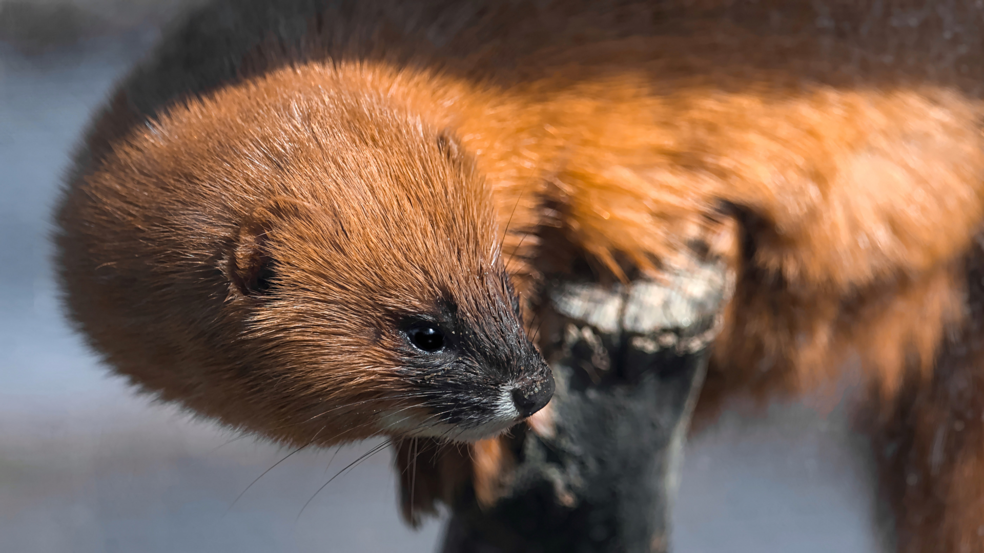 Siberian weasel