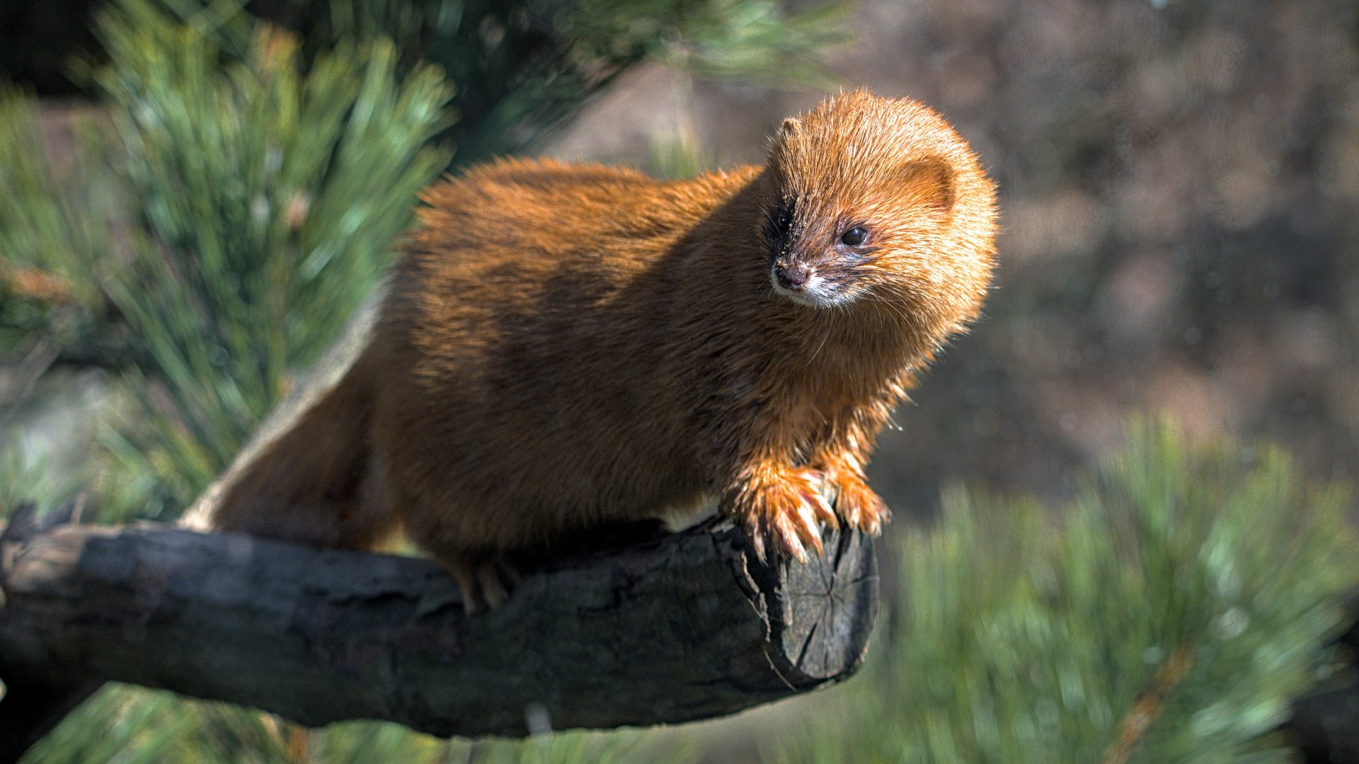 Siberian weasel