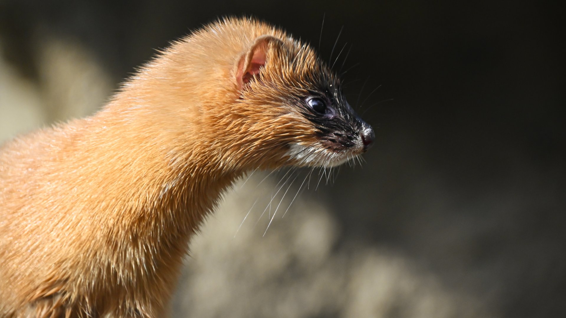 Siberian weasel