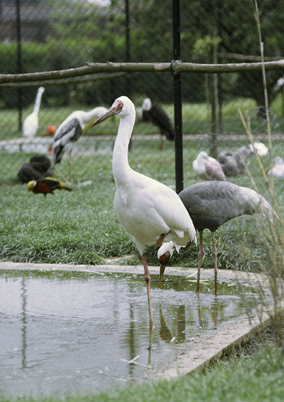 Siberian white crane at Olney 1974