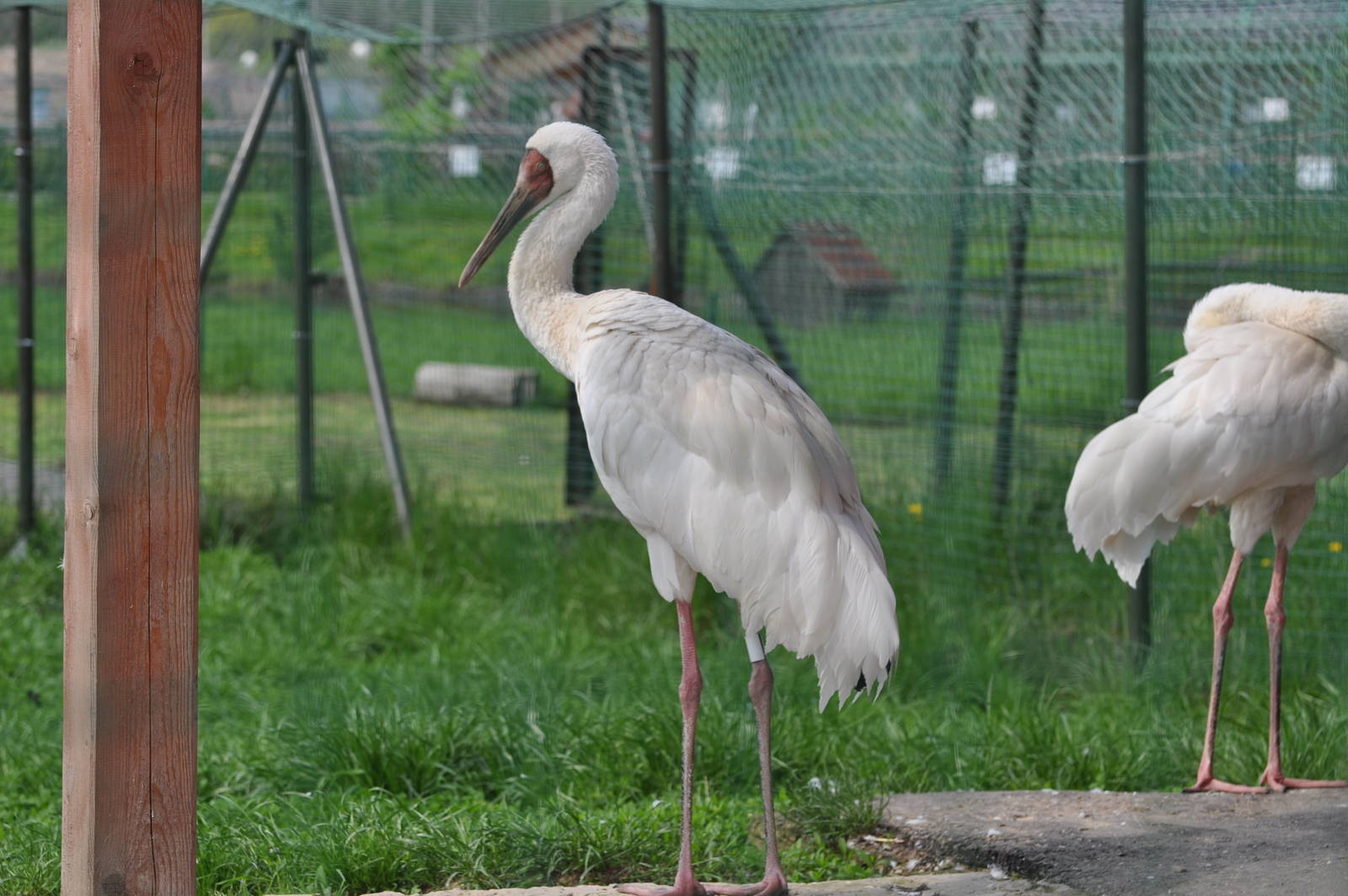 Siberian white crane/ Grus leucogeranus