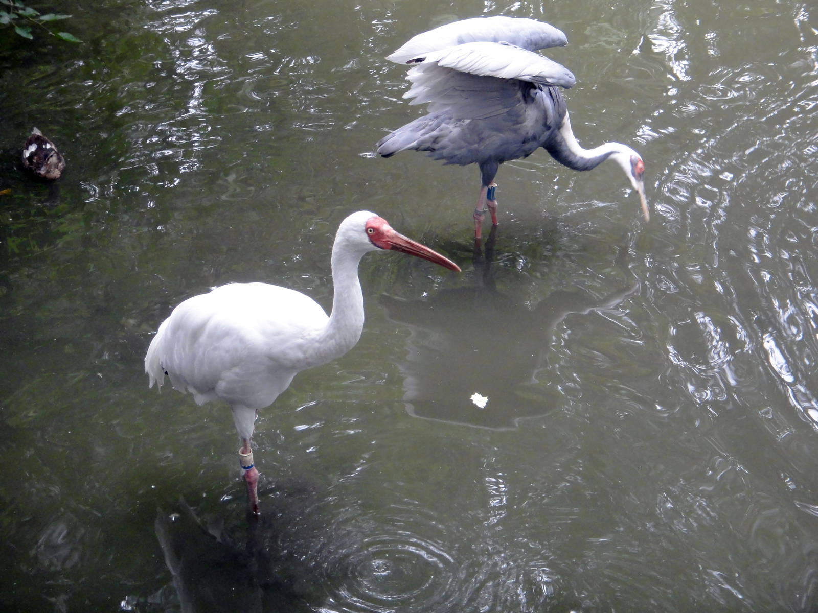 Siberian white crane