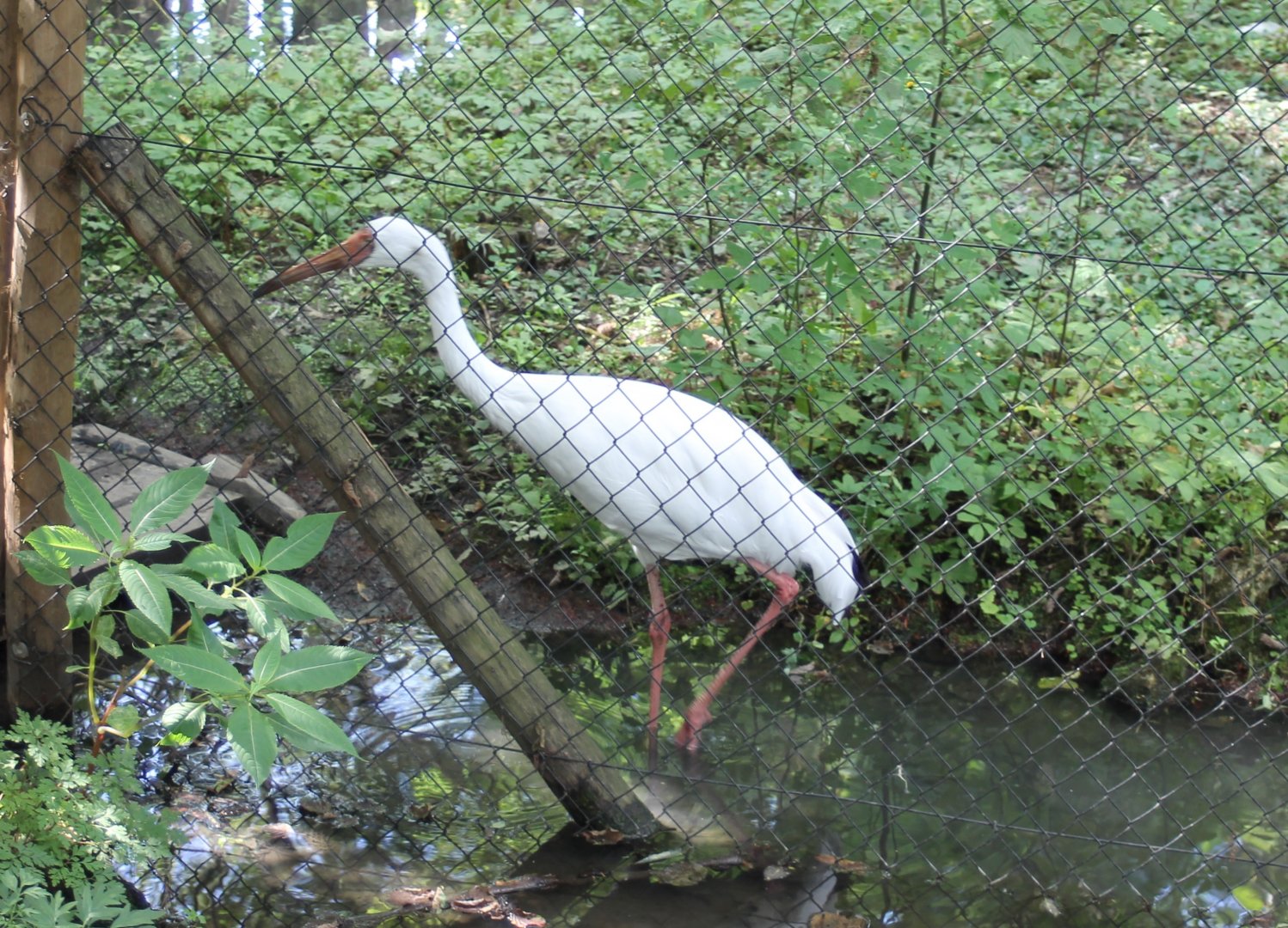 Siberian white crane