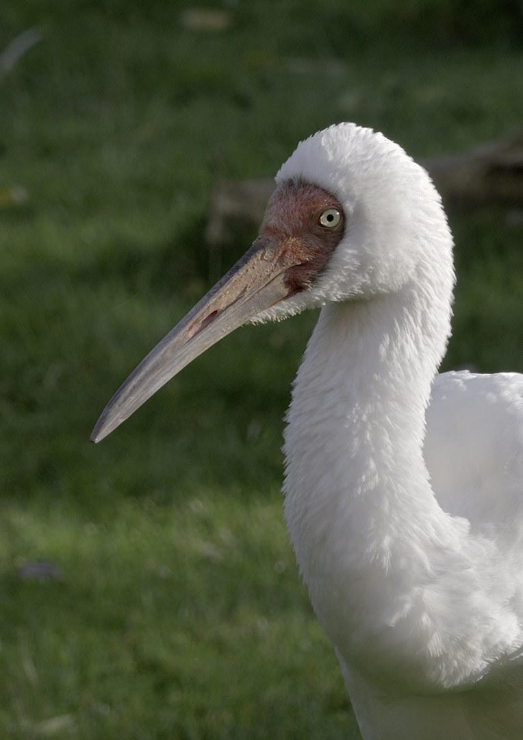 Siberian white crane