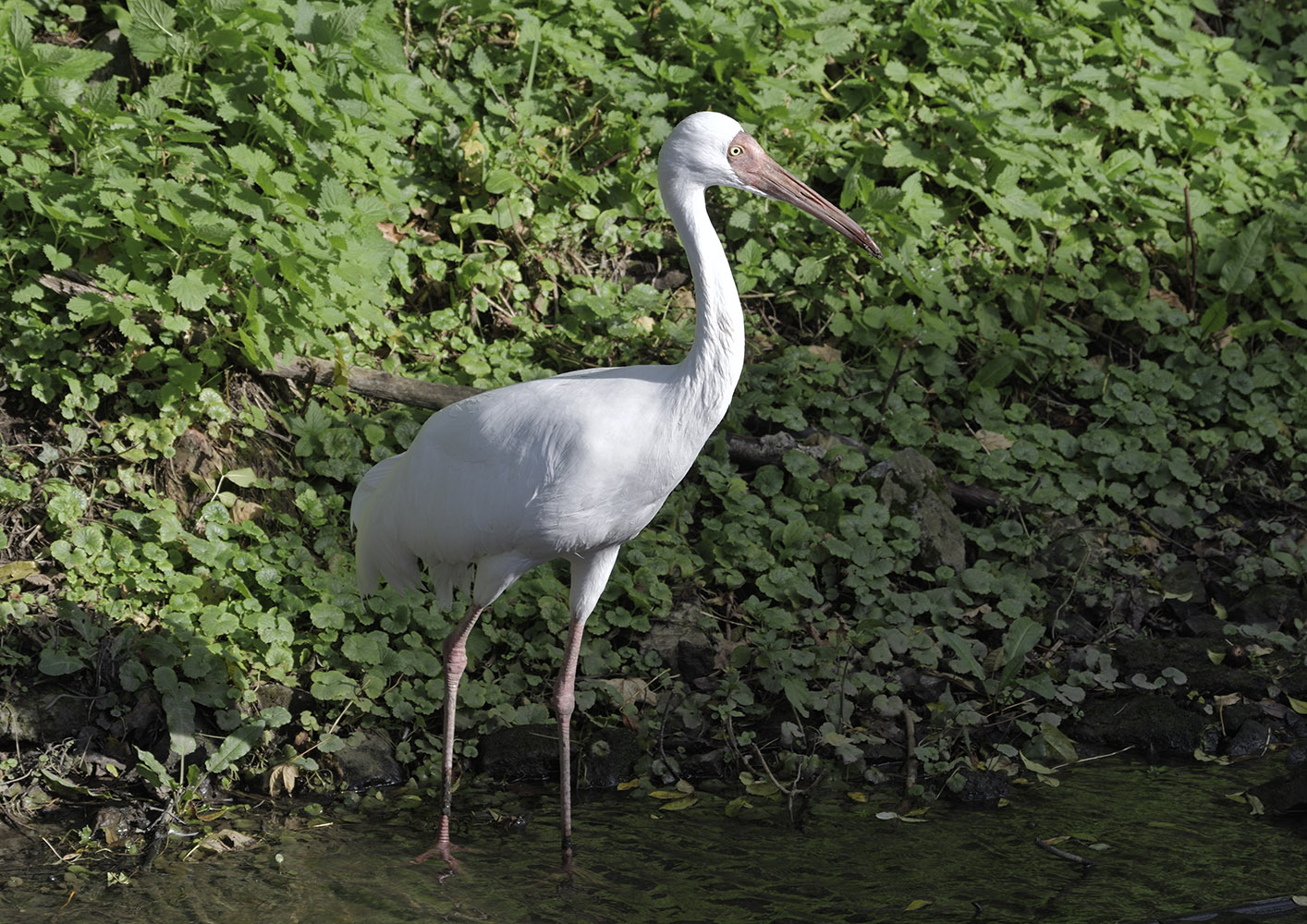 Siberian white crane