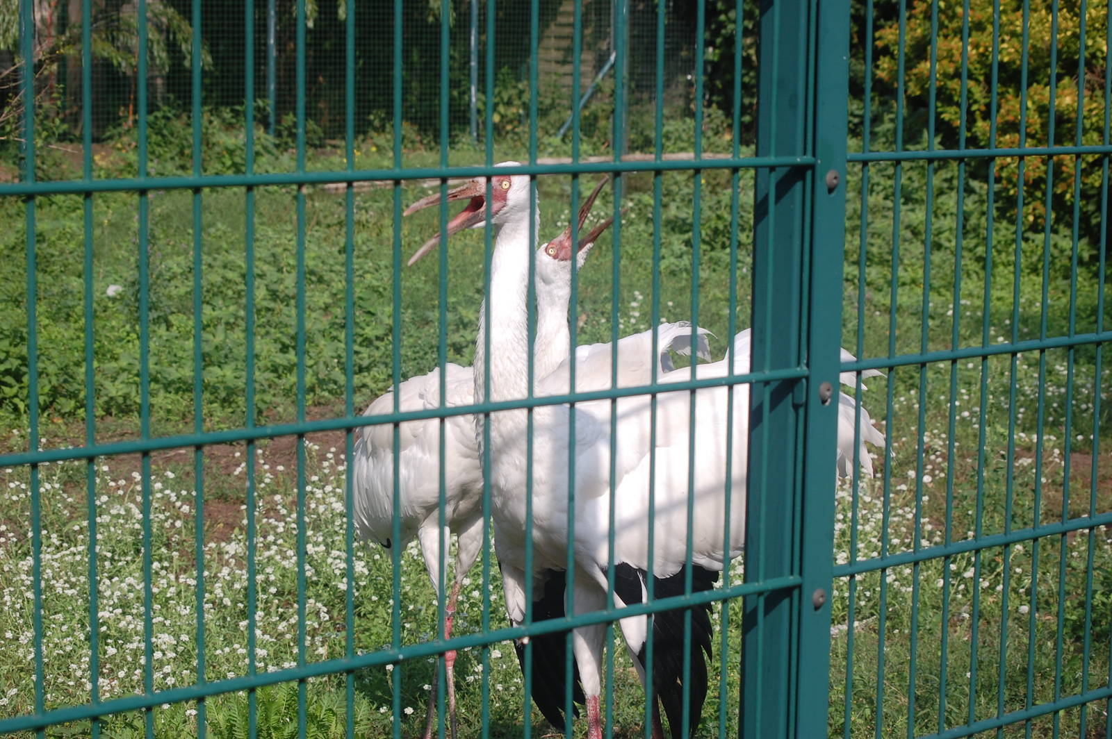 Siberian White Cranes Courting