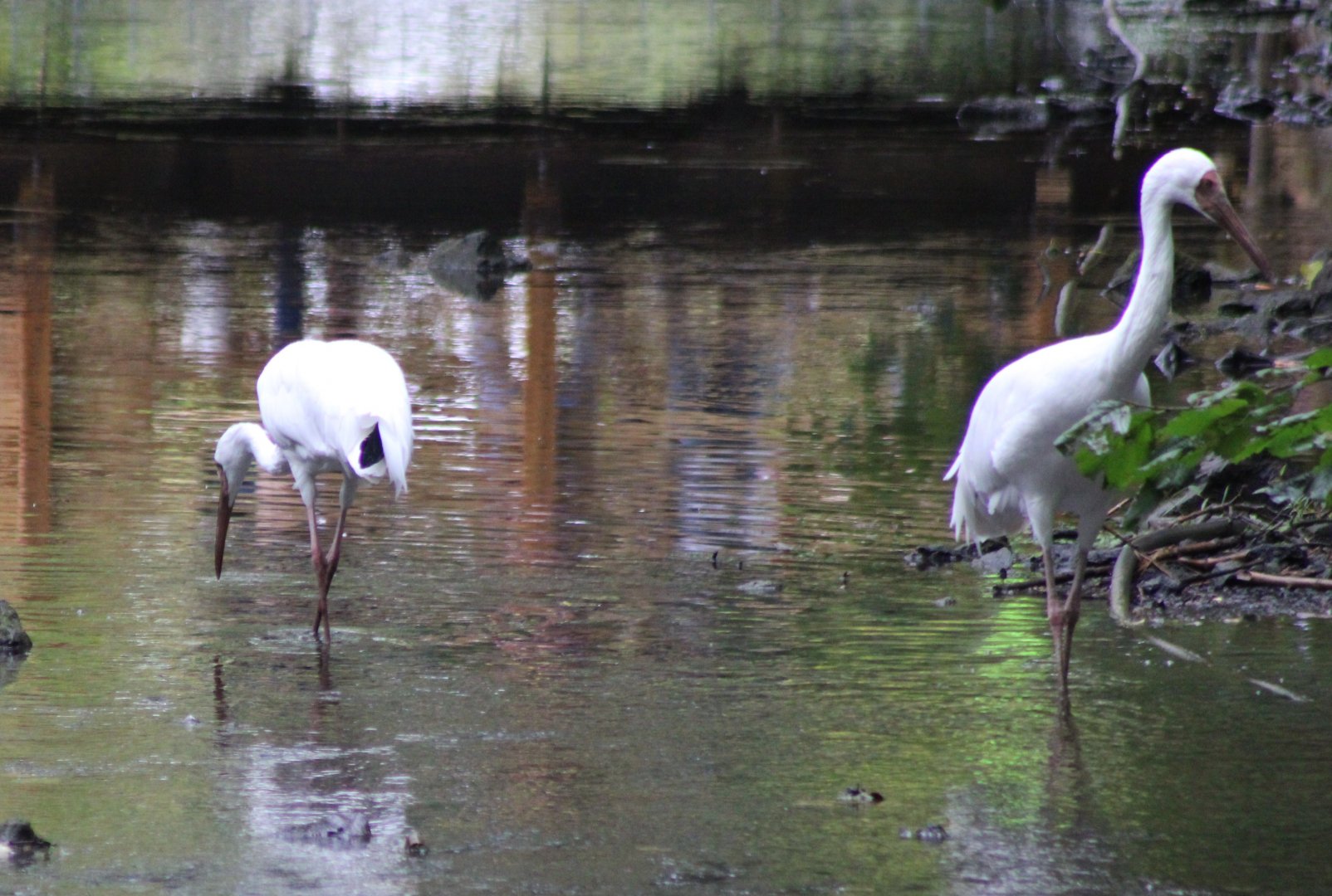 Siberian white cranes