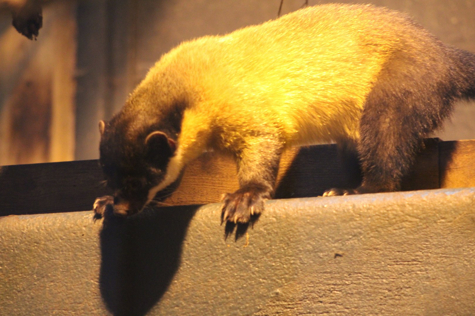 Siberian Yellow-Throated Marten (M. f. aterrima / borealis)