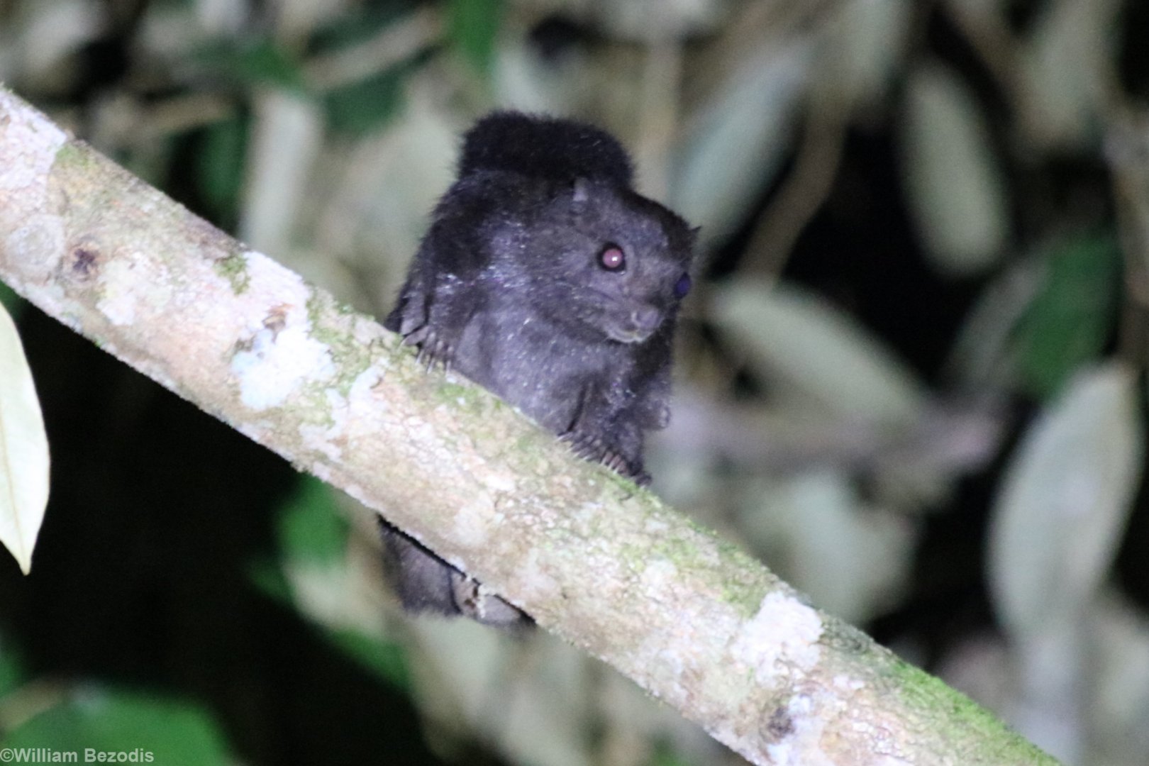 Siberut Flying Squirrel Petinomys lugens - Siberut