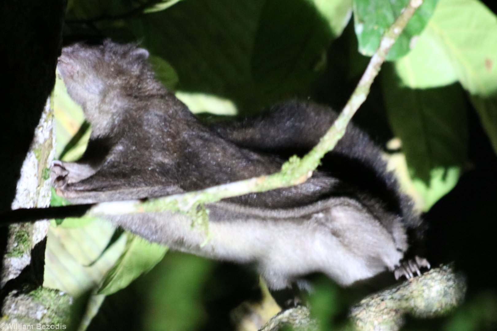 Siberut Flying Squirrel Petinomys lugens - Siberut