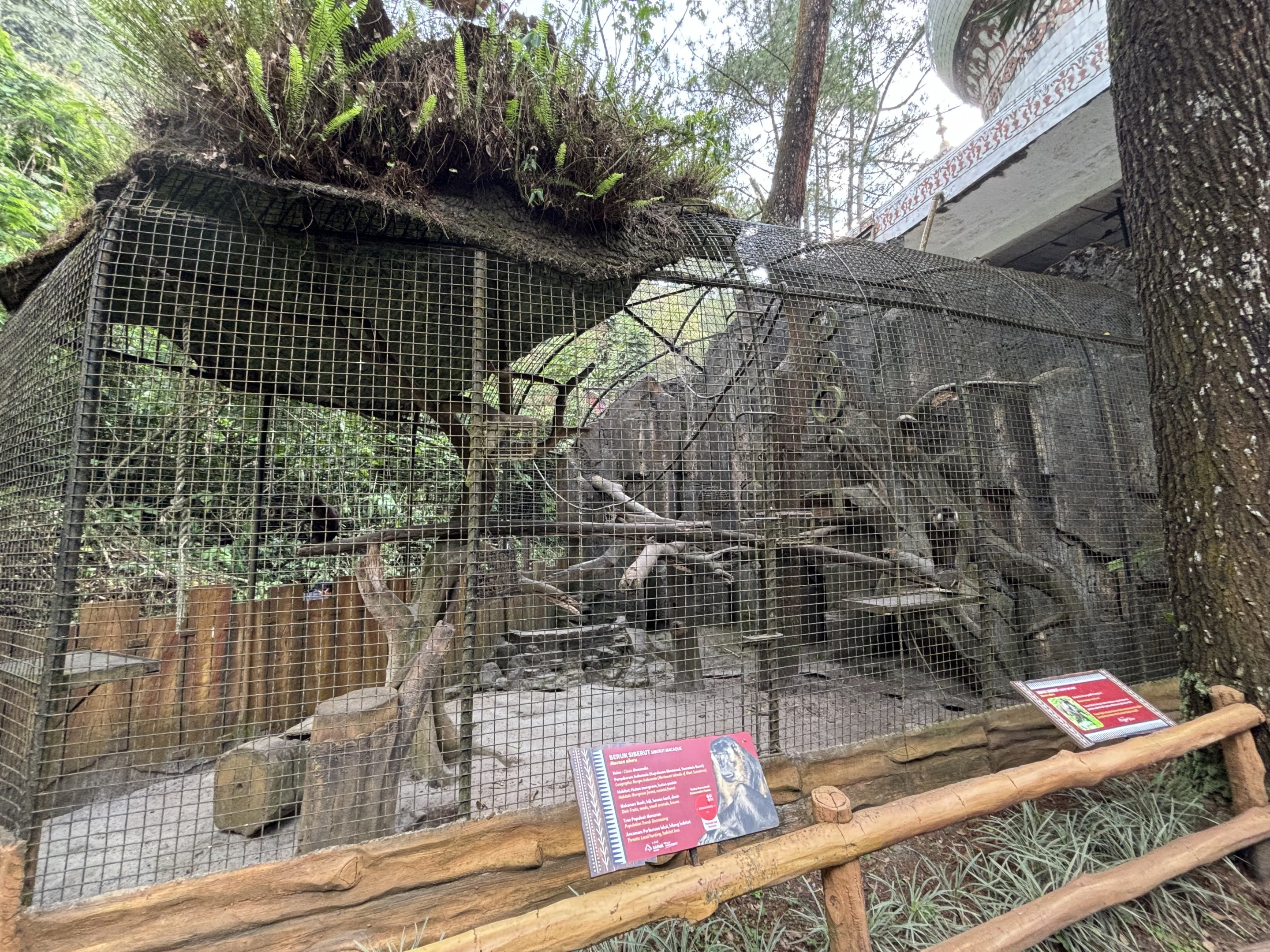 Siberut Macaque Exhibit #2