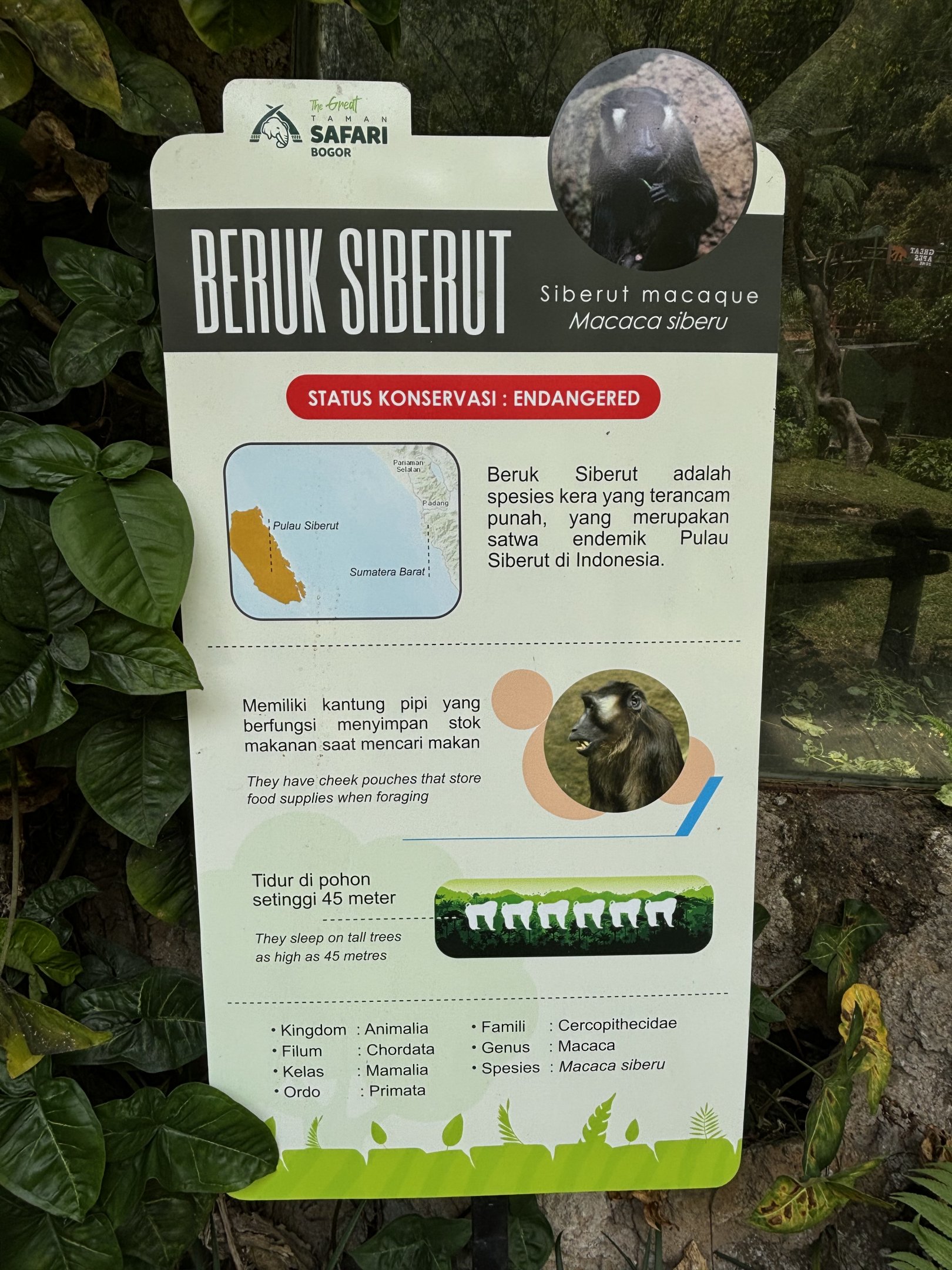 Siberut Macaque Exhibit Sign