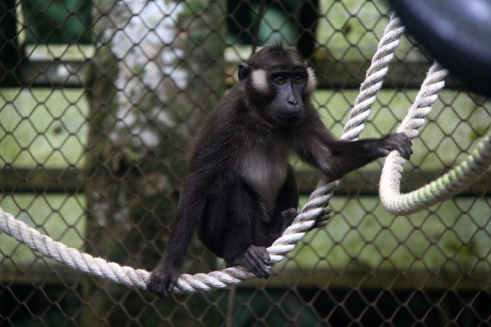Siberut macaque (Macaca siberu)