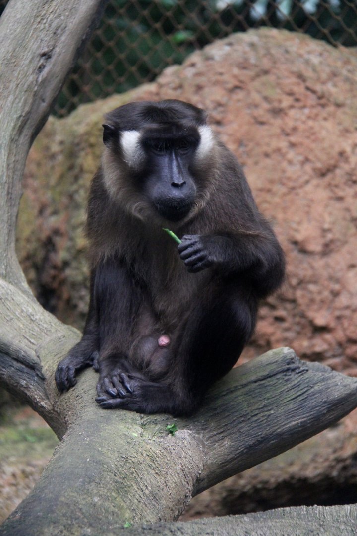 Siberut macaque (Macaca siberu)