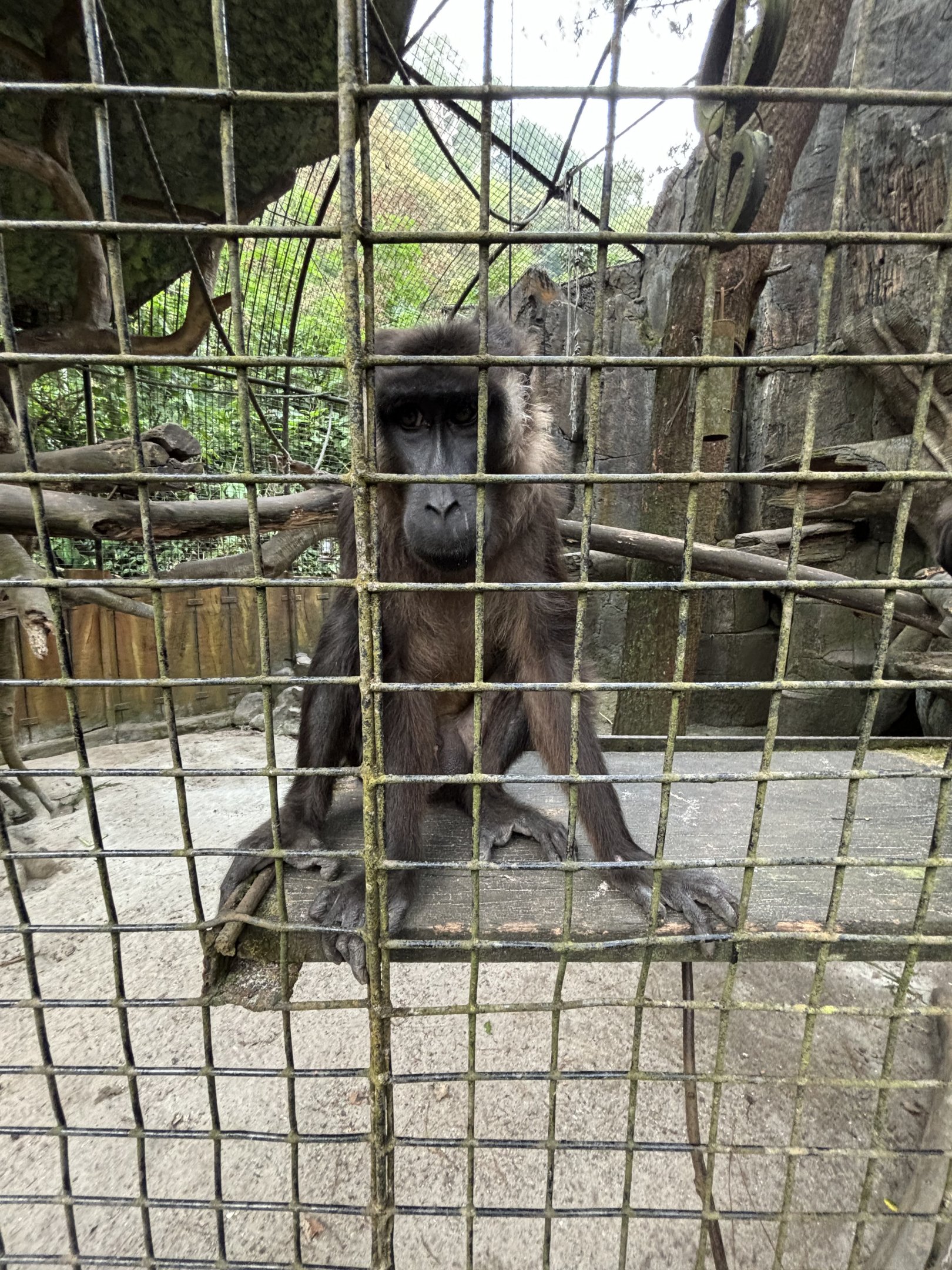 Siberut Macaque