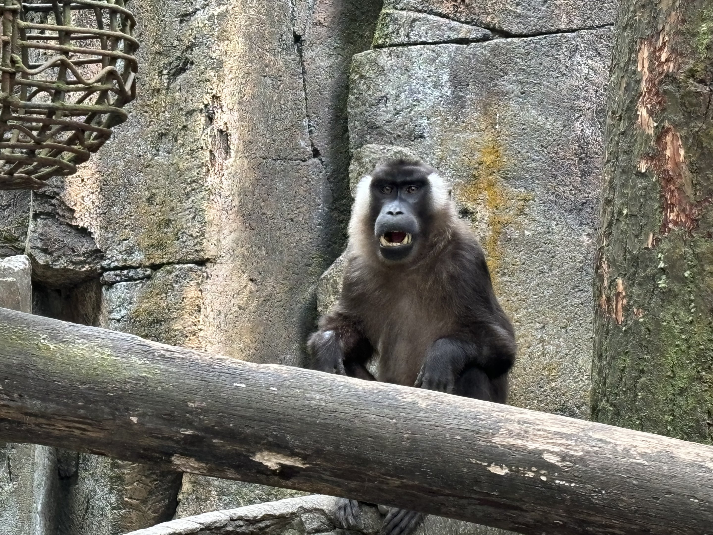 Siberut Macaque