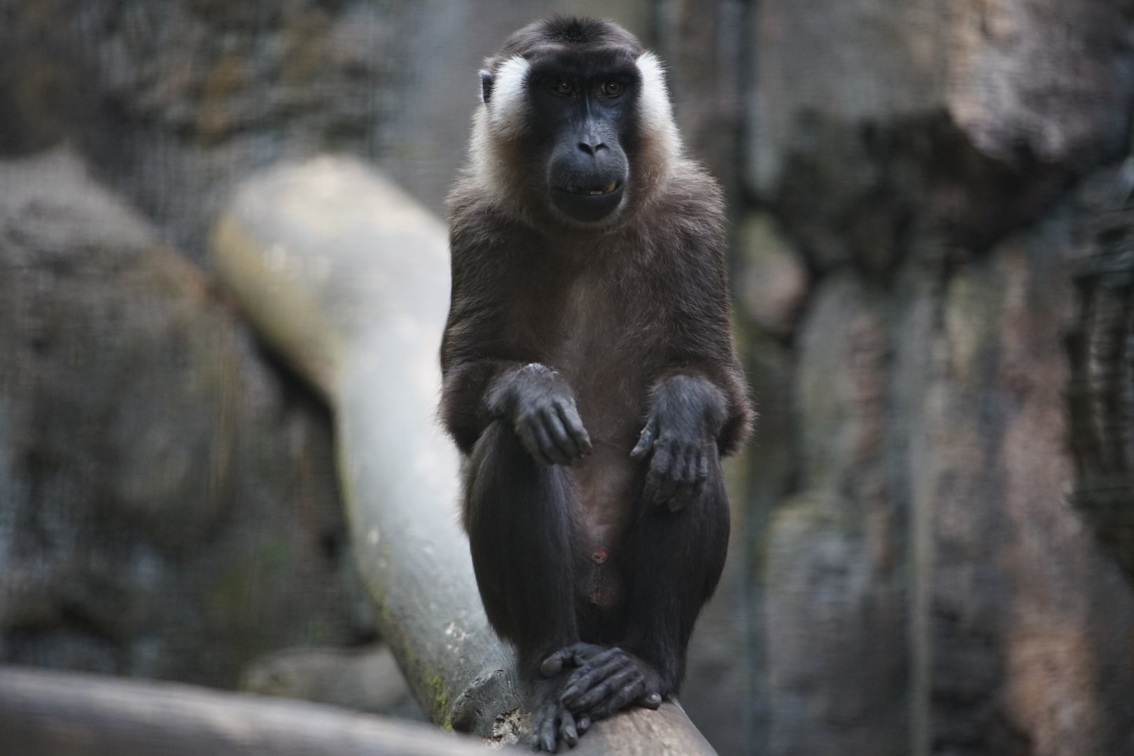 Siberut Macaque