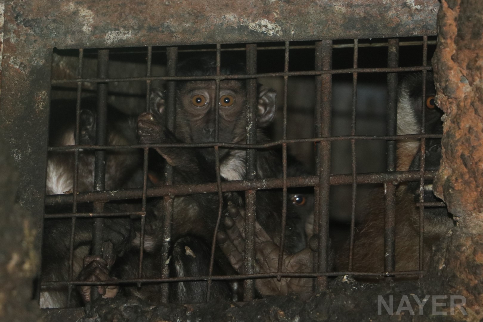 Siberut macaques, June 2016