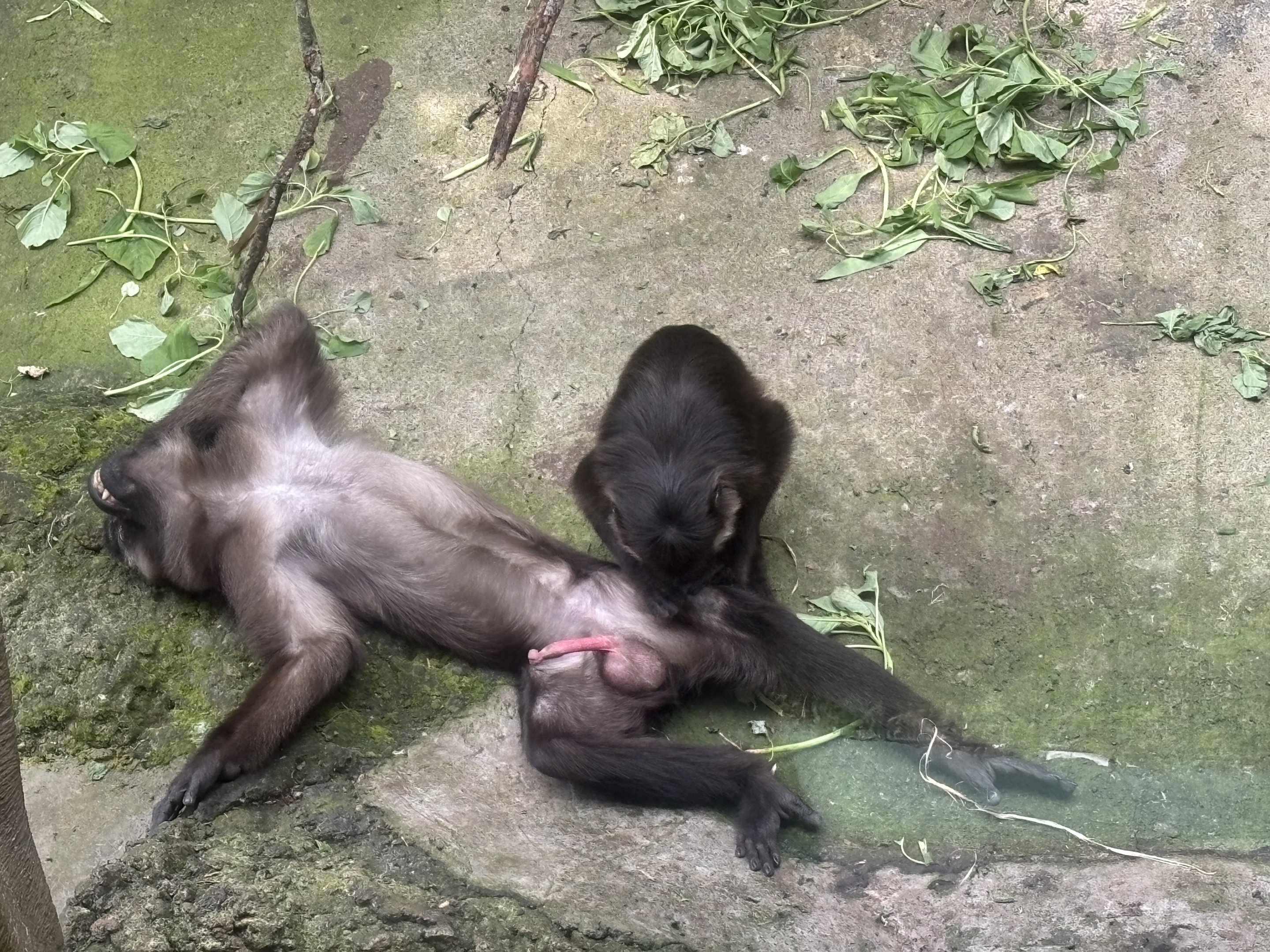 Siberut Macaques