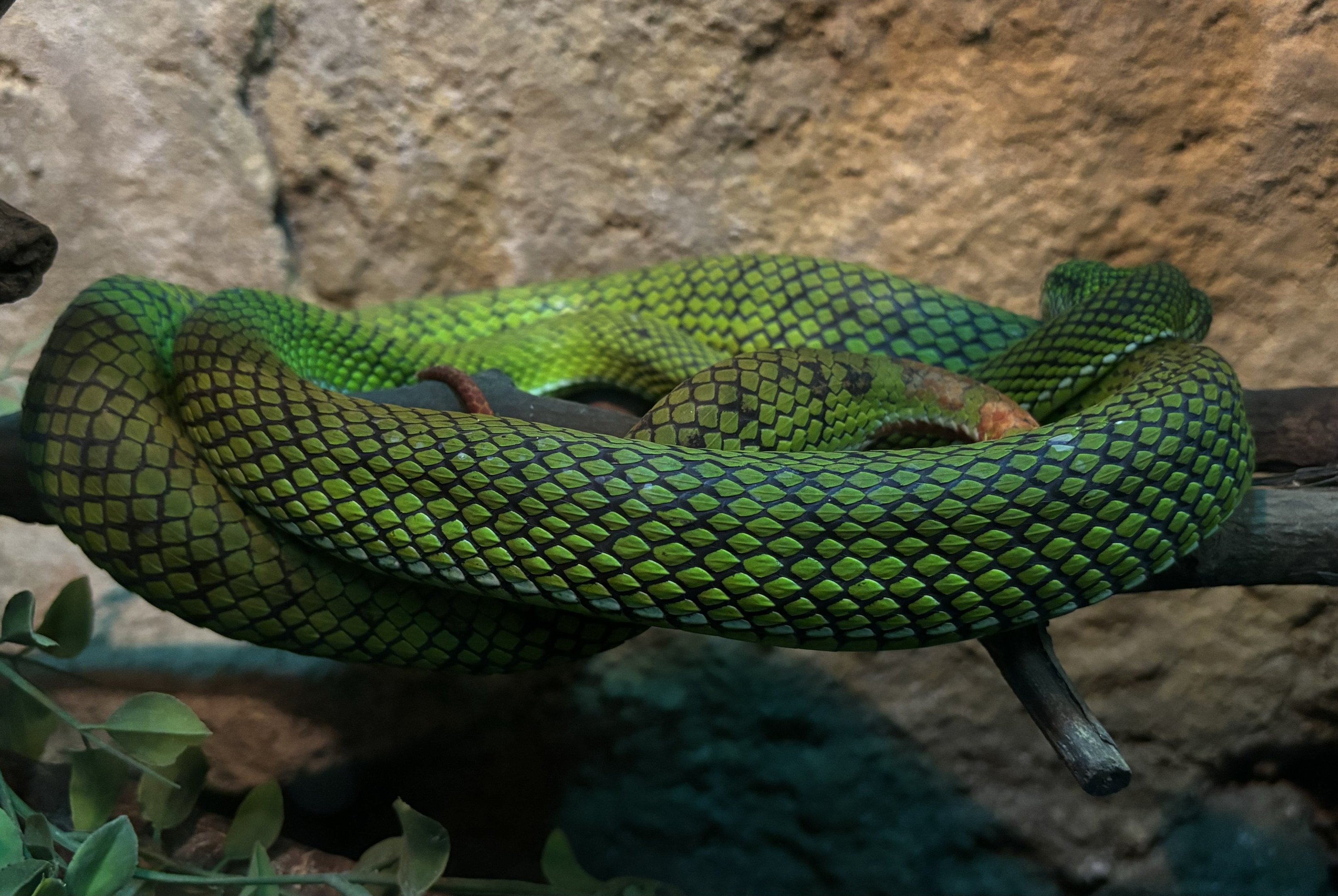 Siberut Pit Viper
