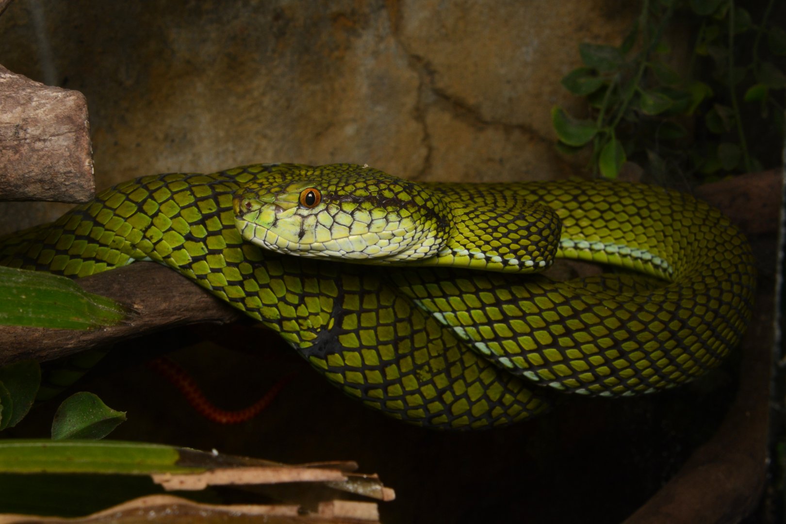 Siberut pitviper (Trimeresurus whitteni)