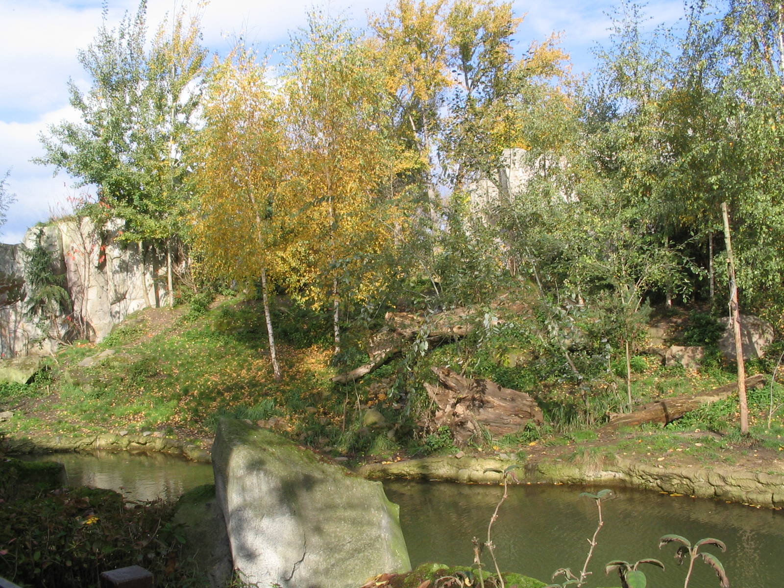 Sibiran Tiger (Panthera tigris altaica) outdoorn enclosure