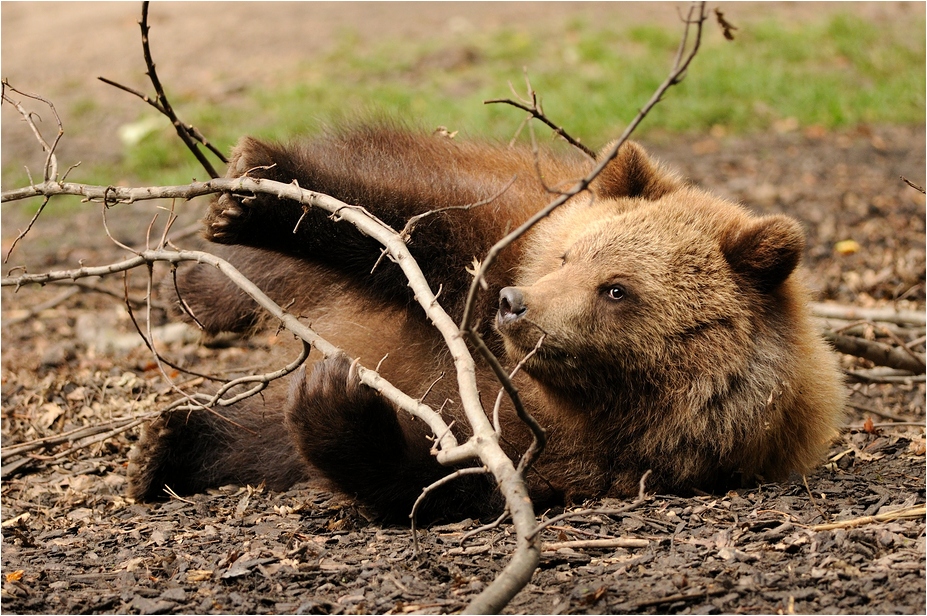 Sibirian brownbear at Hamburg