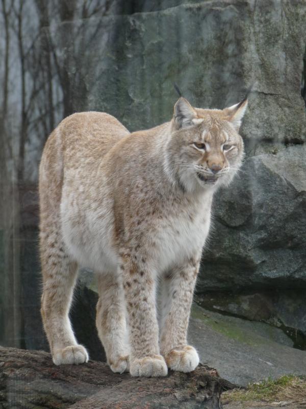 Sibirian Lynx