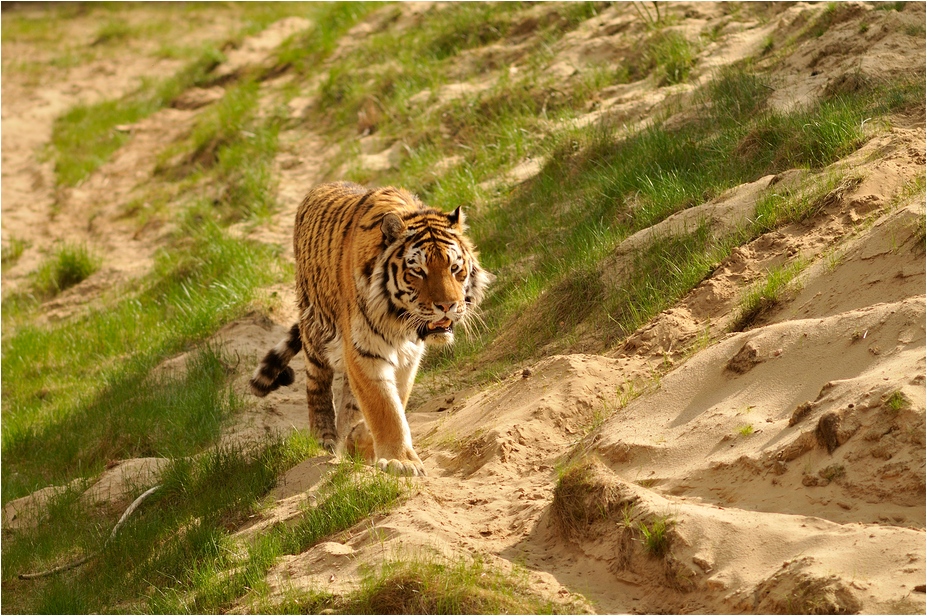 Sibirian Tiger at Eberswalde