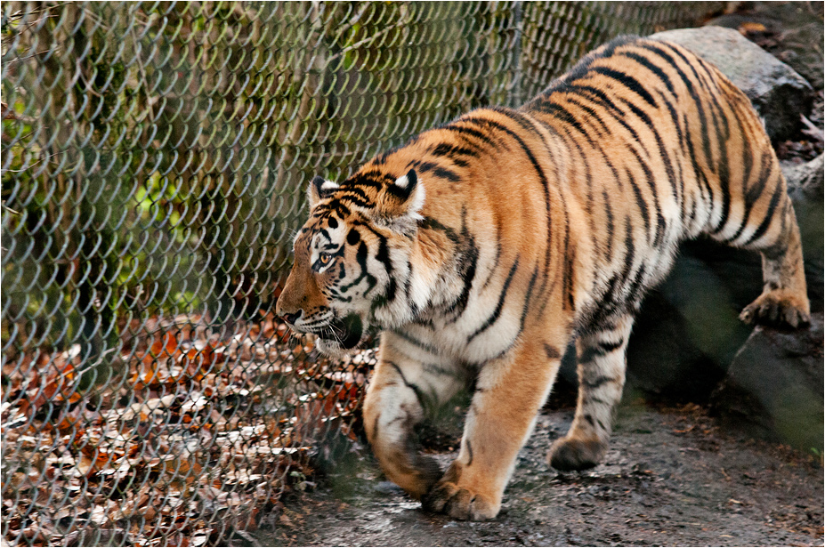 Sibirian tiger at Hamburg