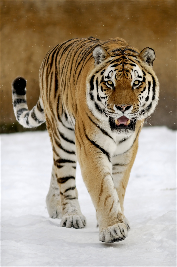 Sibirian tiger at Hannover Zoo