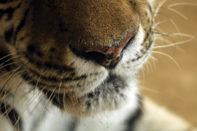 Sibirian tiger at Hannover zoo