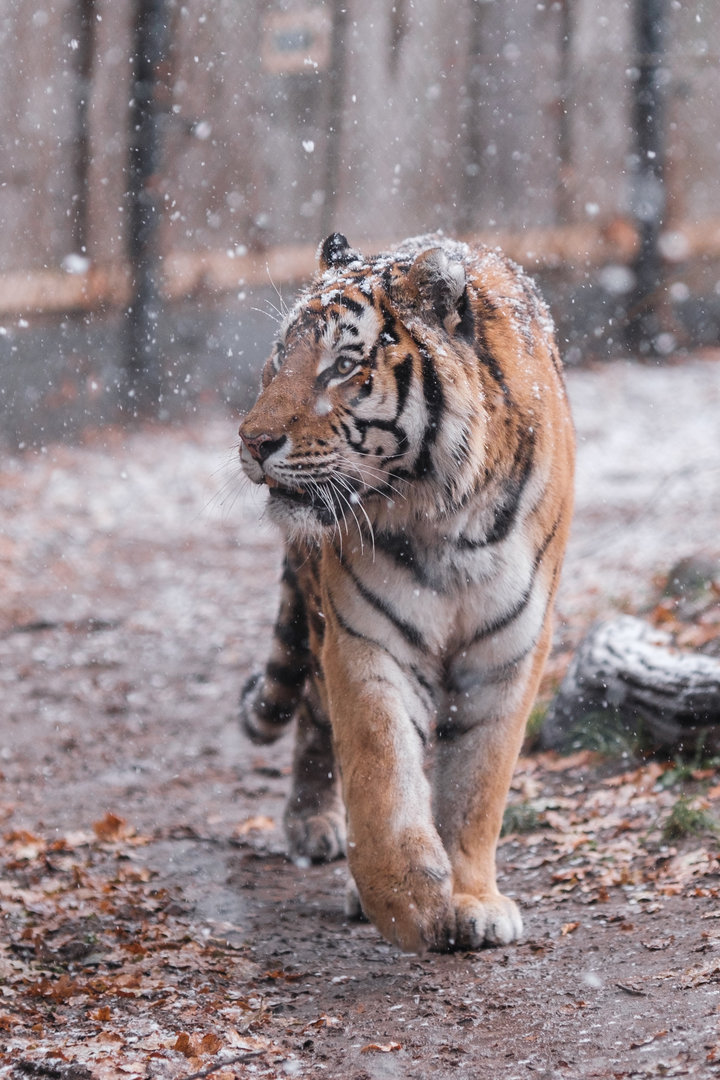 Sibirian Tiger at Schwerin Zoo in the snow