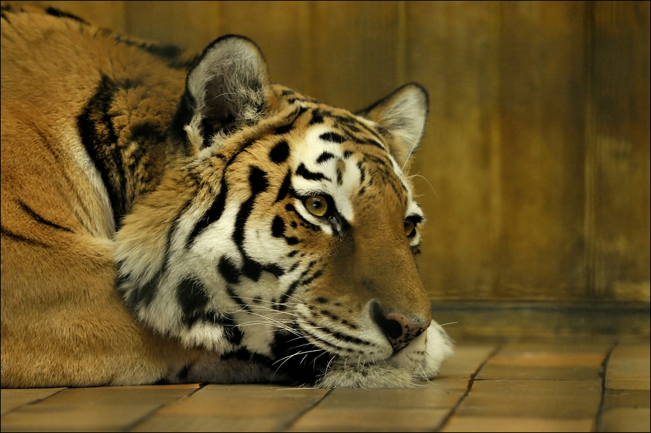 Sibirian tiger at Tierpark Berlin