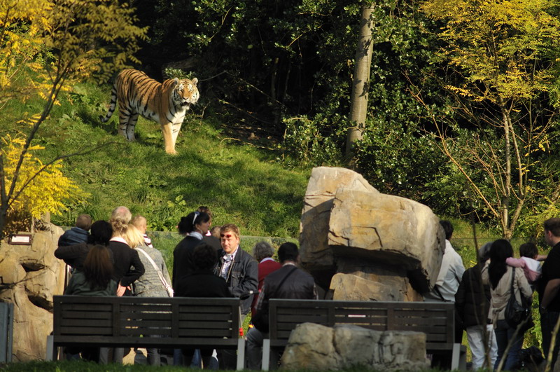 Sibirian Tiger at wuppertal