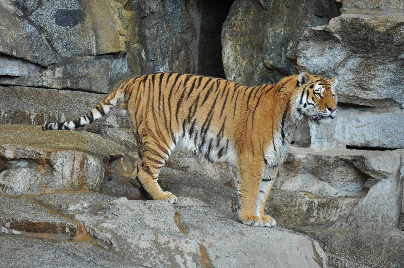 Sibirian tiger (Panthera tigris altaica)