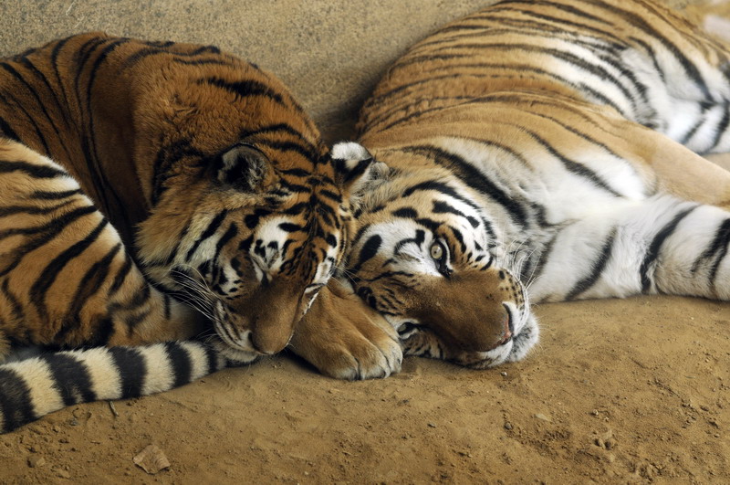 Sibirian tigers at Hannover zoo