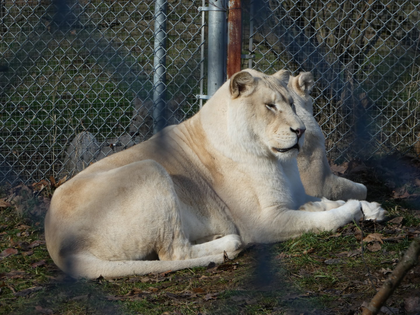 Siblings (African lion, leucistic)