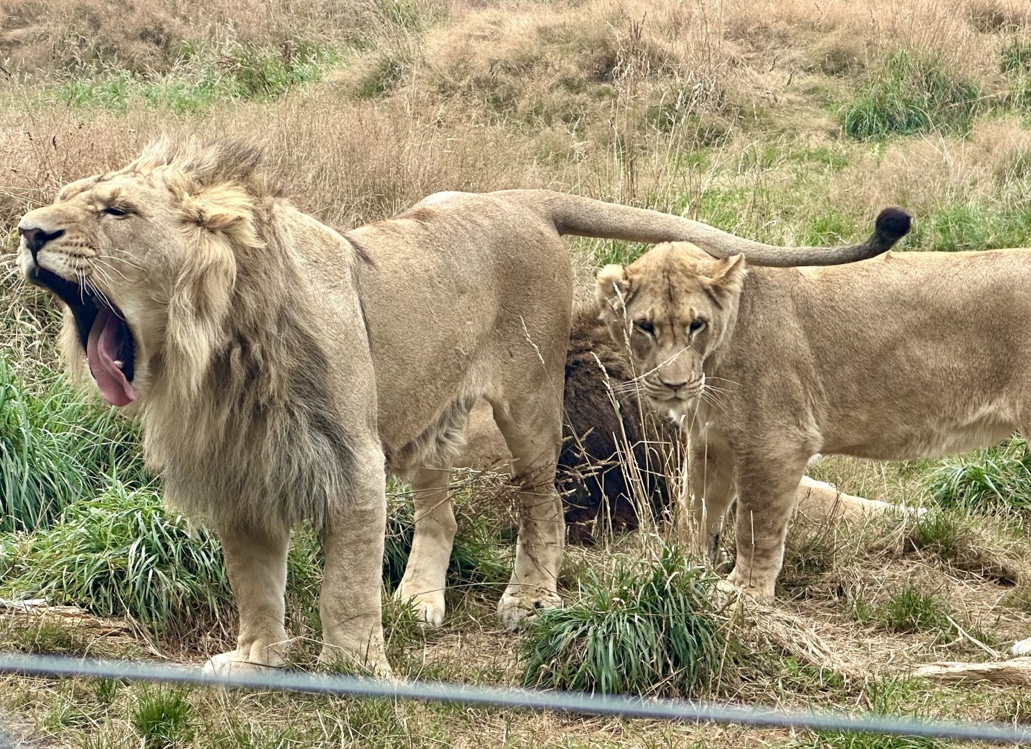 Siblings (Fletcher and Freyja)