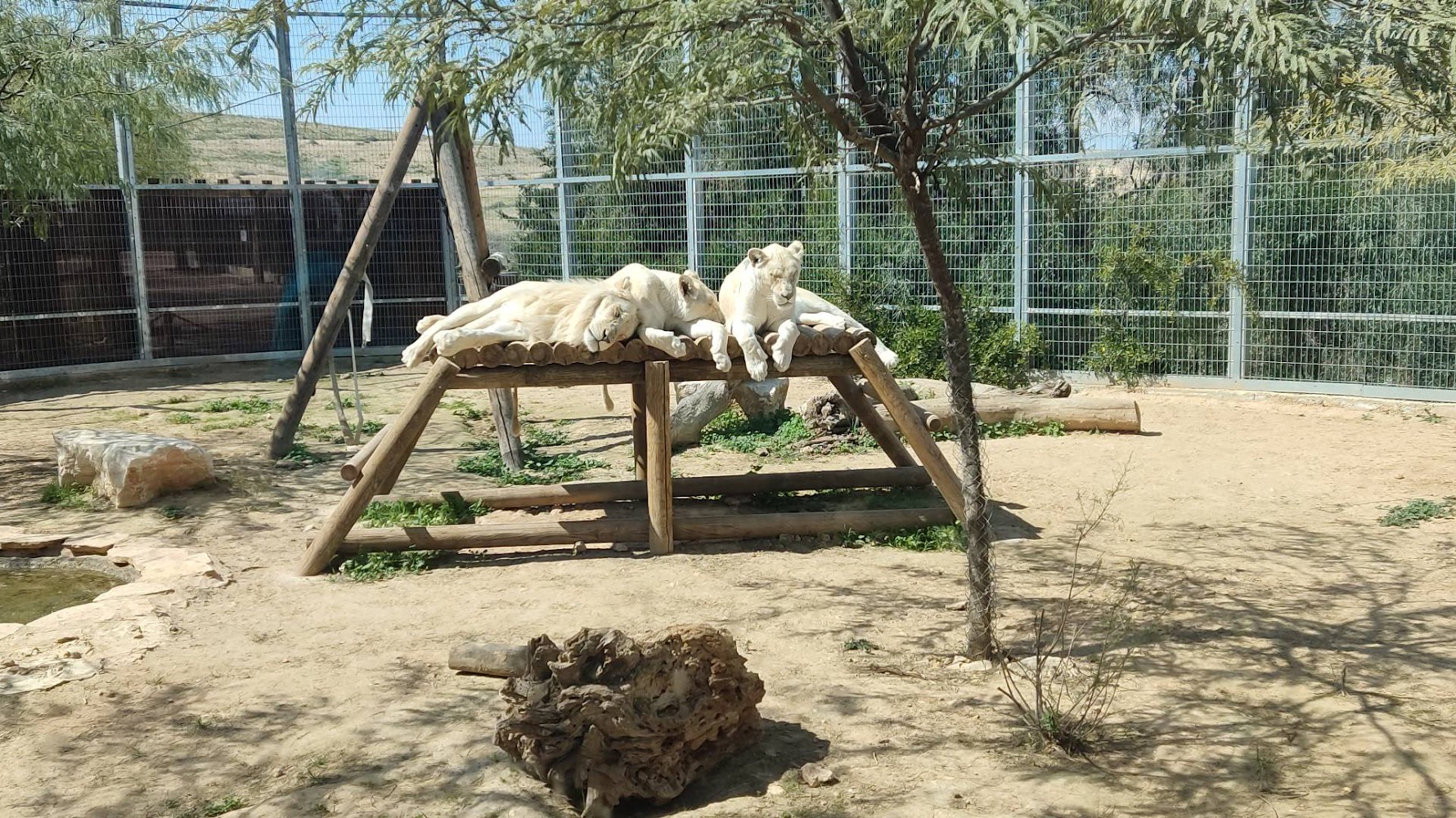 Siblings Marcus, Flora and Fauna