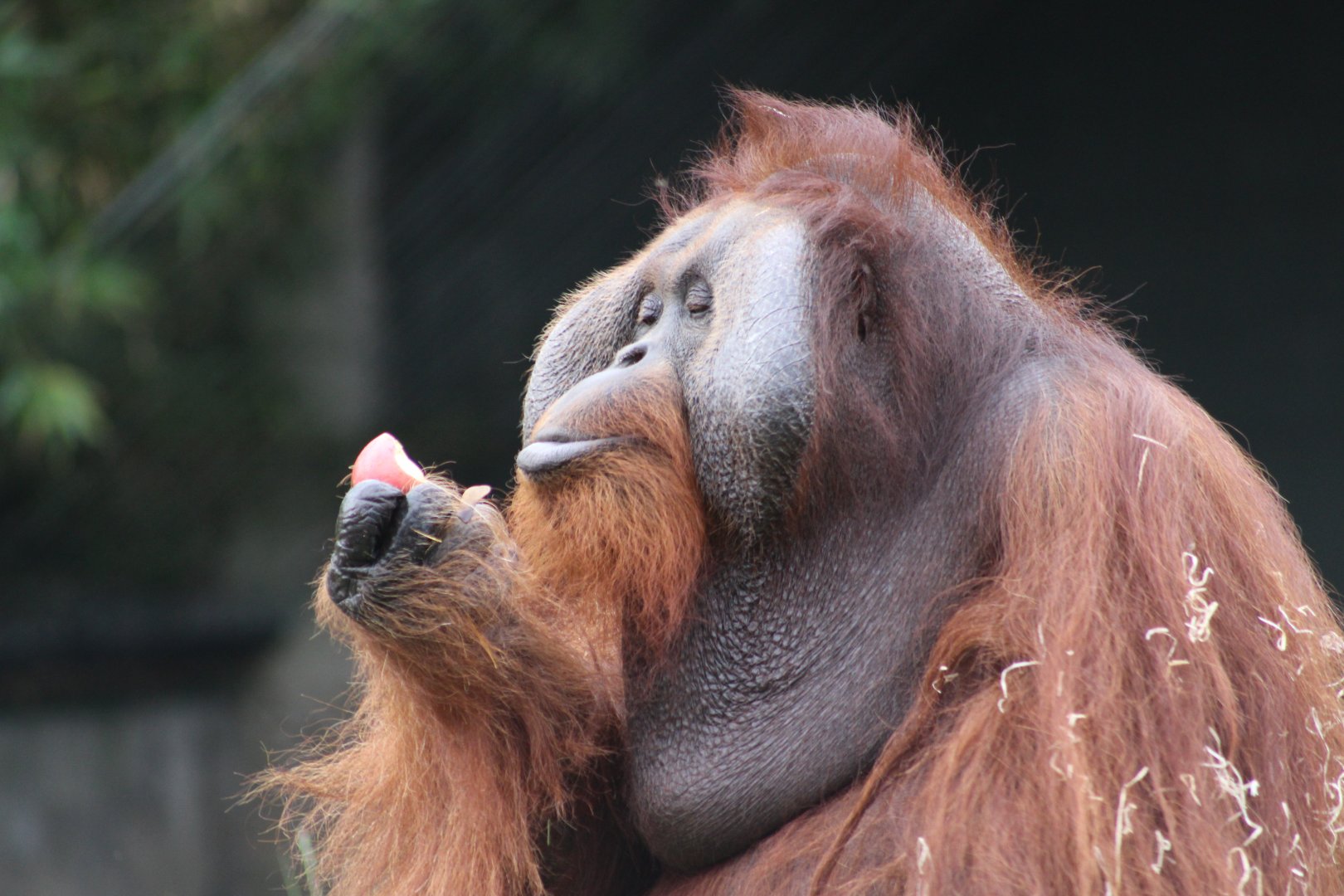 Sibu the Bornean orangutan (Pongo pygmaeus); 30th December 2018