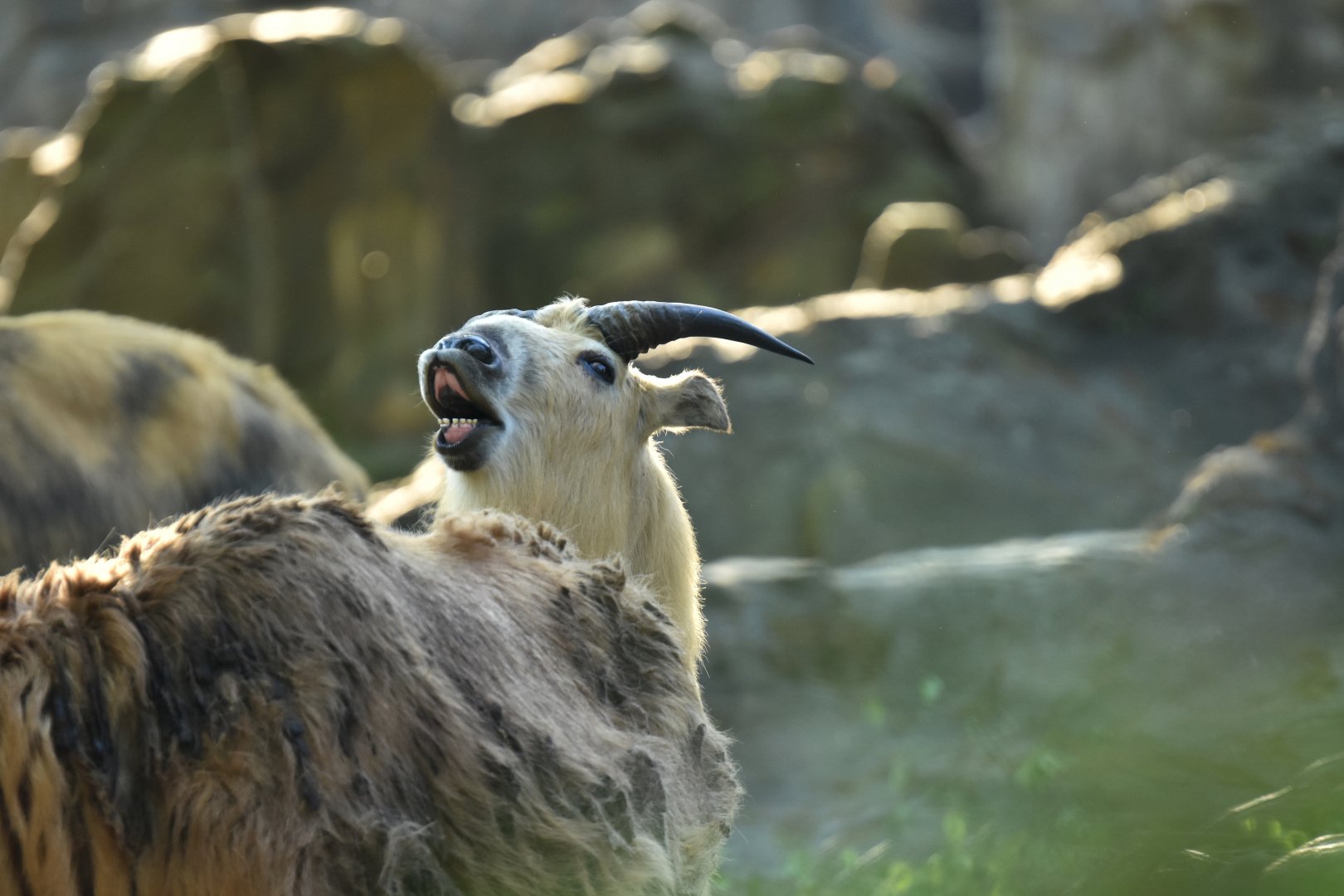 Sichaun takin (Budorcas taxicolor tibetana)