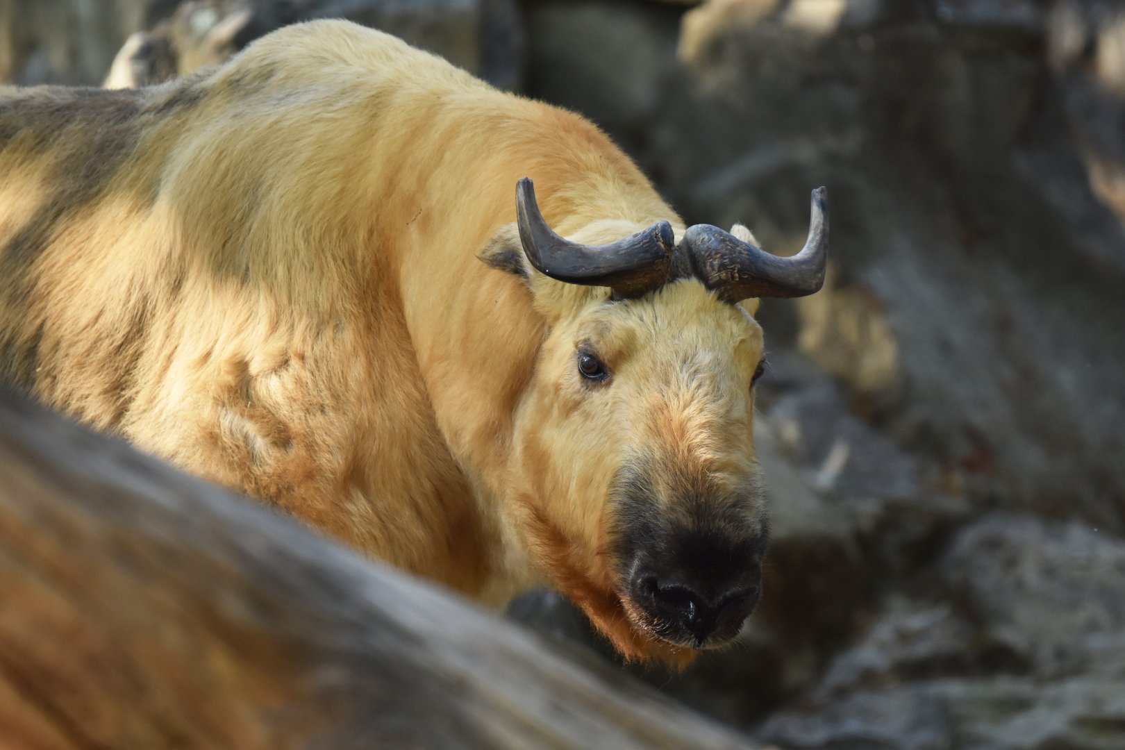 Sichaun takin (Budorcas taxicolor tibetana)