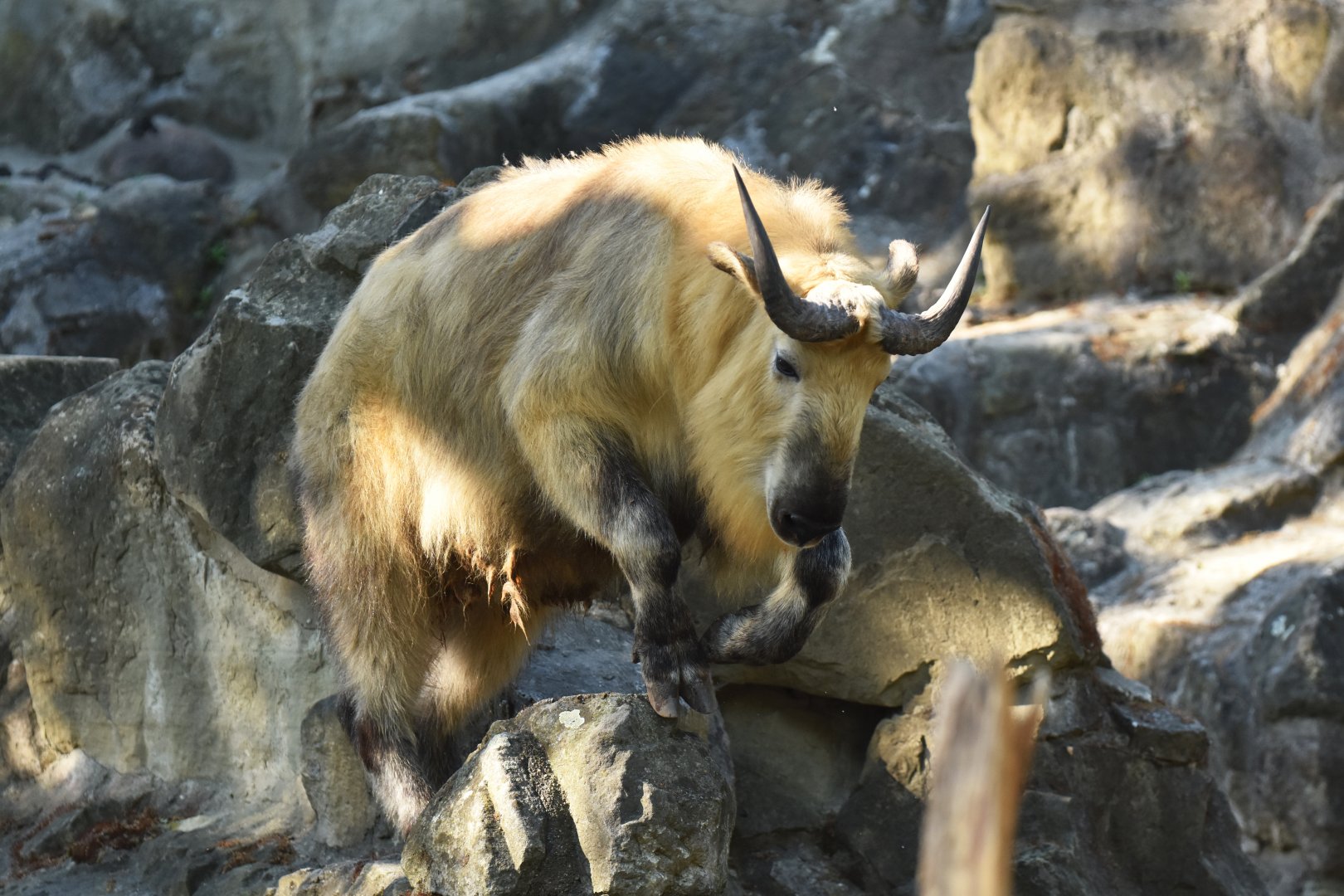 Sichaun takin (Budorcas taxicolor tibetana)