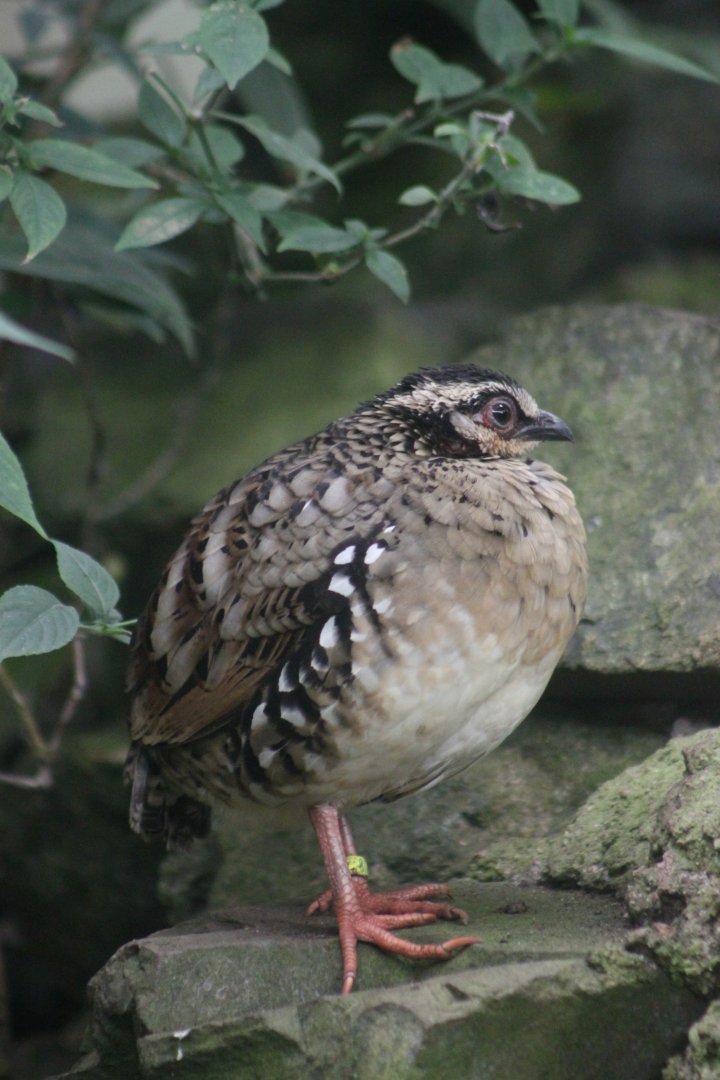 Sichuan Partridge (Arborophila rufipectus)