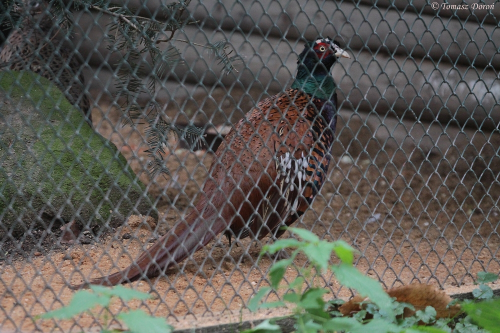 Sichuan-Pheasant (Phasianus colchicus strauchi)