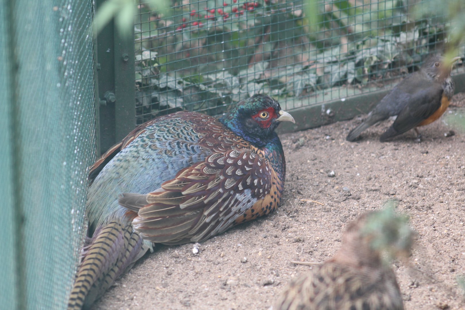 Sichuan Ring-Necked Pheasant