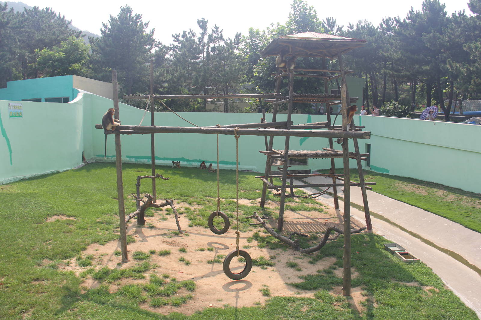 Sichuan snub-nosed monkey exhibit 1